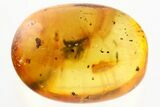 Fossil Parasitoid Wasps (Scelionidae) in Baltic Amber #357720-1